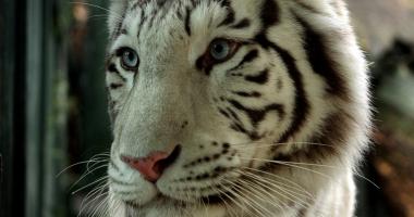 Weißer Tiger