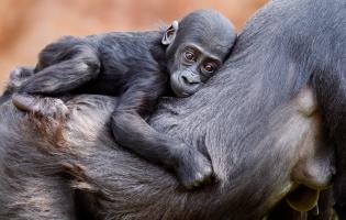 Westlicher Flachlandgorilla